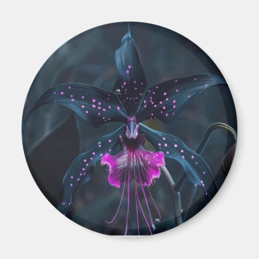 Dracula orchidee magneet (Voorkant)