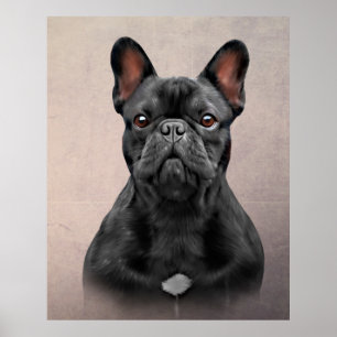 Dradenhond Franse hond Poster