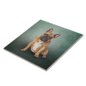 Dradenhond Franse hond Tegeltje (Zijkant)