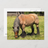 Draft Horse Briefkaart (Voorkant / Achterkant)