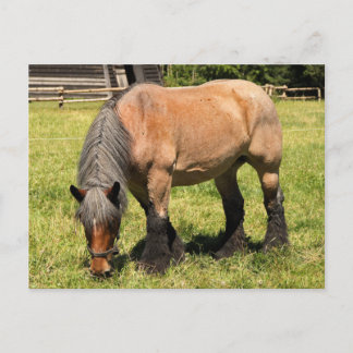 Draft Horse Briefkaart