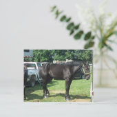Draft Horse Briefkaart (Staand voorkant)