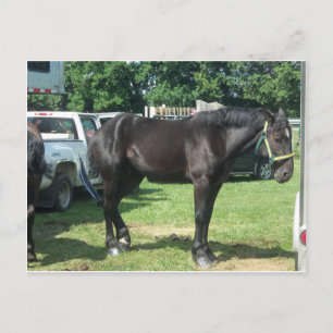 Draft Horse Briefkaart
