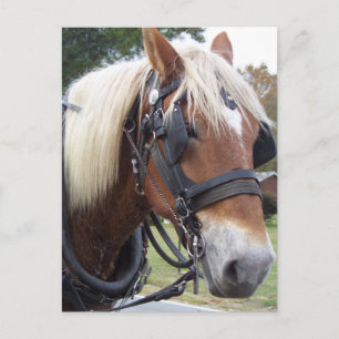 Draft Horse Briefkaart