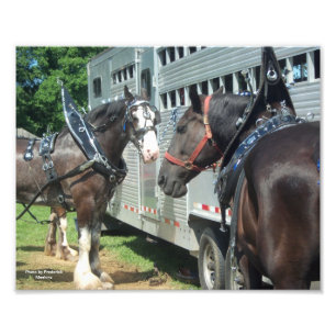 Draft Horse Duo Foto Afdruk
