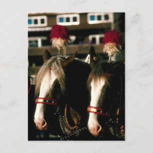 Draft Horse Tandem Briefkaart