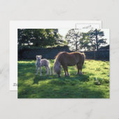 Draft Mare with Foal Briefkaart (Voorkant / Achterkant)