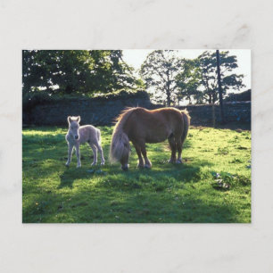 Draft Mare with Foal Briefkaart