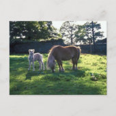 Draft Mare with Foal Briefkaart (Voorkant)