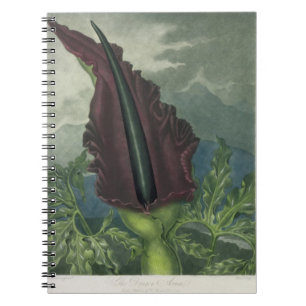 Dragon Arum, gegraveerd door Ward, uit 'The Templ' Notitieboek