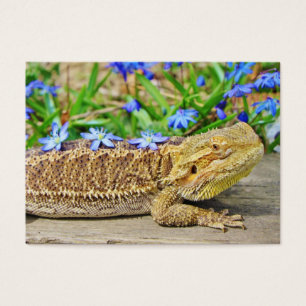 Dragon barbu de détente