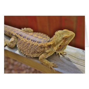 Dragon barbu de repos 2