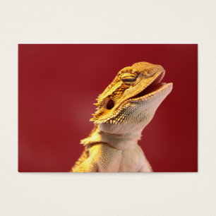 Dragon barbu riant