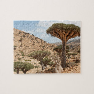 Dragon Blood Tree Forest, Socotra Island, Jemen Legpuzzel