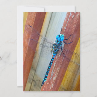 Dragon Fly 5 x 7 Expression/Wenskaart Bedankkaart
