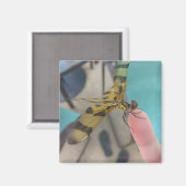 Dragon Fly Magneet (Voorkant / Achterkant)