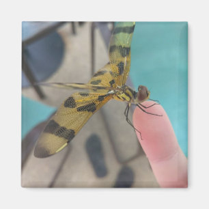 Dragon Fly Magneet