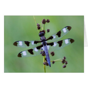 Dragon fly perched on grass