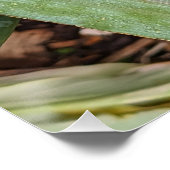 Dragon Lily Rood Zaad Hoofd Perfect Poster (Hoek)