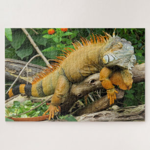 Dragon lizard sleeping along a long tach legpuzzel