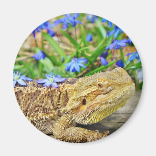 Dragon opnieuw plaatsen magneet