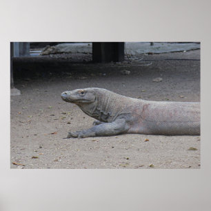 Dragon Portret Poster