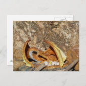 Dragon Post Card Briefkaart (Voorkant / Achterkant)