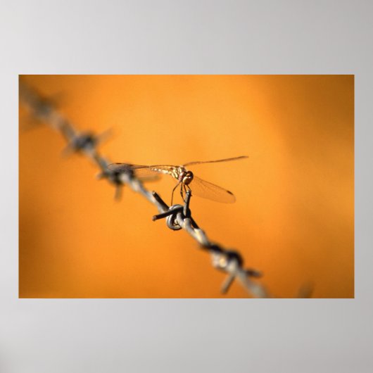 Dragondraad Poster (Voorkant)