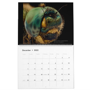 Dragonflies 2022 kalender