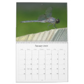 Dragonflies du nord-est Damselflies Calendrier 201 (Jan 2026)