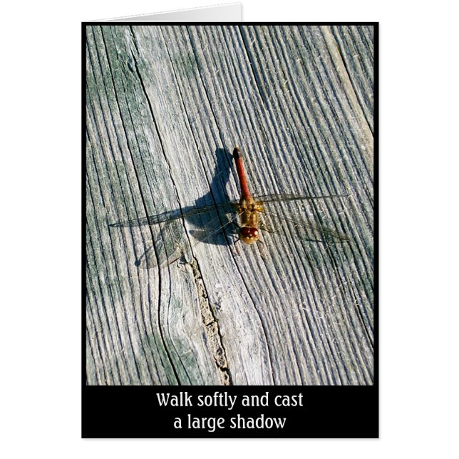 Dragonfly (Voorkant)