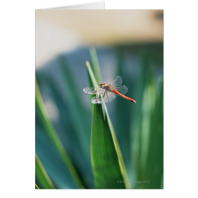 Dragonfly (Voorkant)