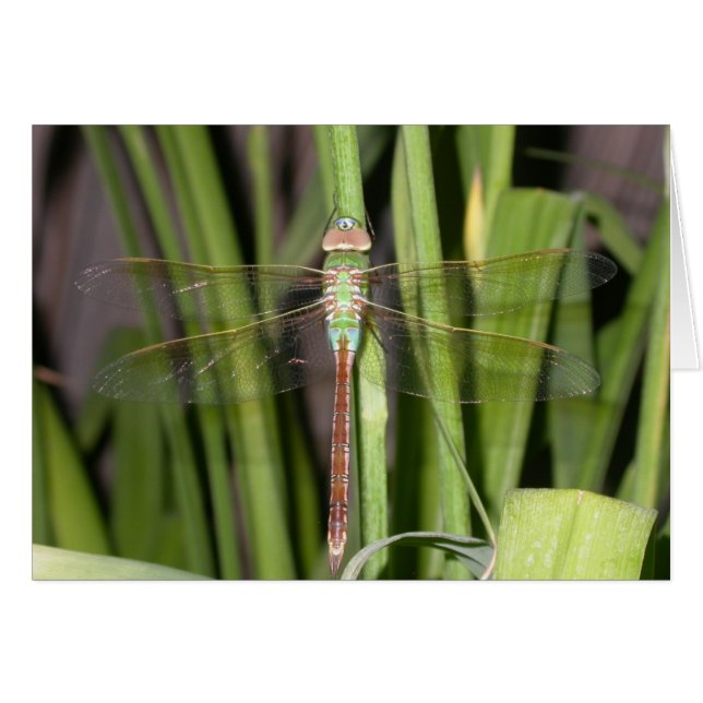 Dragonfly (Voorkant Horizontaal)