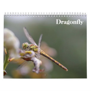 Dragonfly 2025 kalender