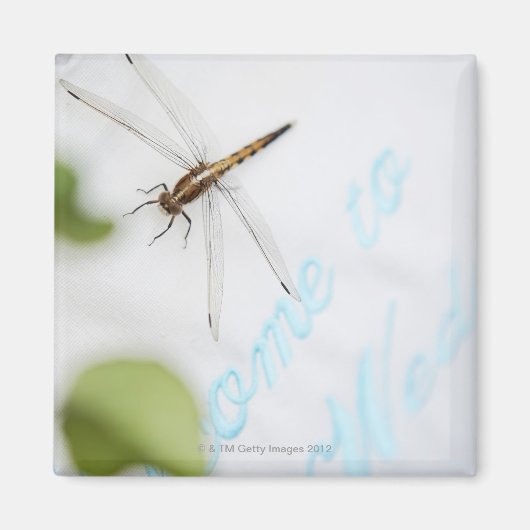 Dragonfly 4 magneet (Voorkant)