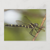 Dragonfly 5 briefkaart (Voorkant)