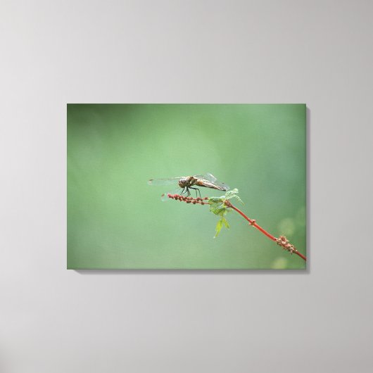 Dragonfly 5 canvas afdruk (Voorkant)