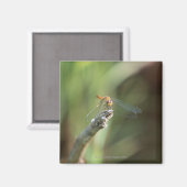 Dragonfly 5 magneet (Voorkant / Achterkant)