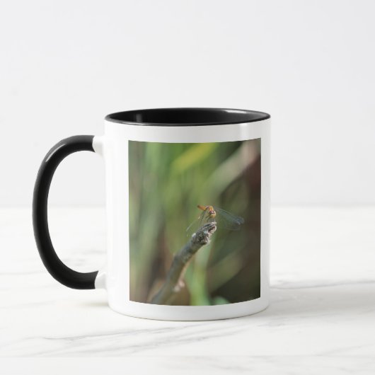 Dragonfly 5 mok (Links)