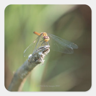 Dragonfly 5 vierkante sticker