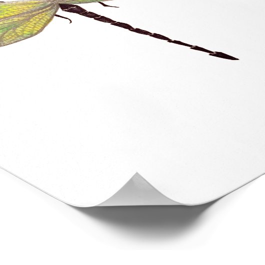 Dragonfly 8 x 10 afdrukken poster (Hoek)