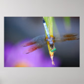 Dragonfly - affiche / impression (Devant)