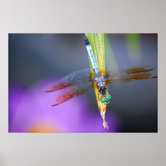 Dragonfly - affiche / impression (Devant)