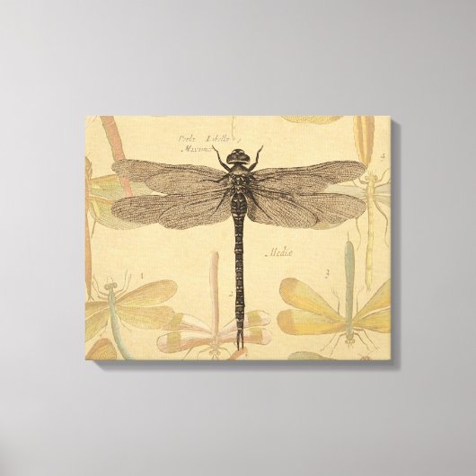 Dragonfly Antiek Classic Natuur Canvas Afdruk (Voorkant)