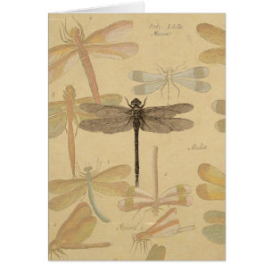 Dragonfly  Antiek Klassieke tekening