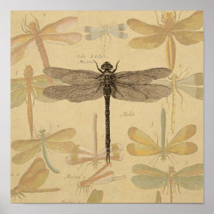Dragonfly  Antiek Klassieke tekening Poster
