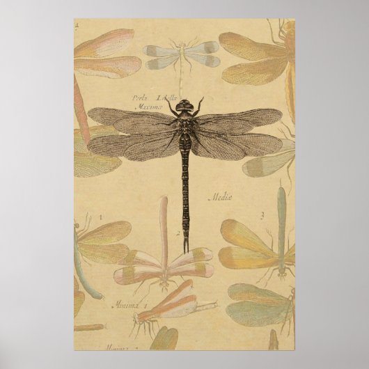 Dragonfly Antiek Klassieke tekening Poster (Voorkant)