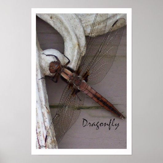 Dragonfly Art Poster (Voorkant)