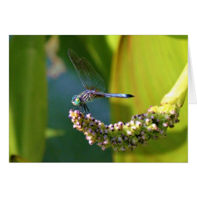 Dragonfly aux yeux turquoises (Devant horizontal)