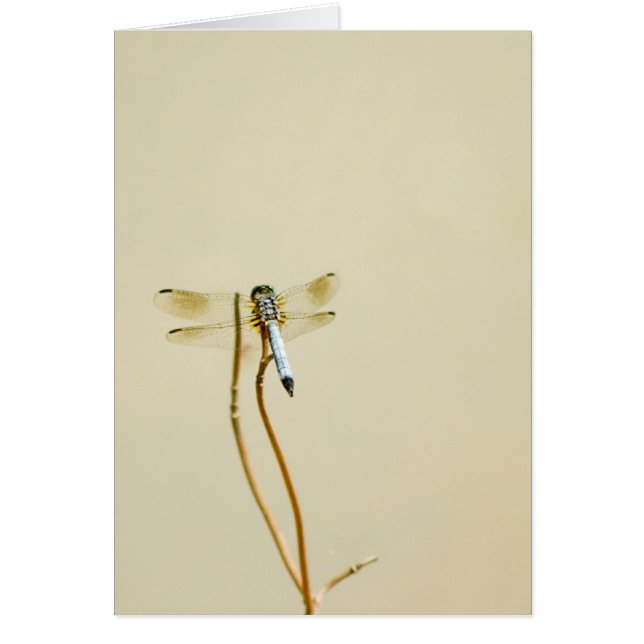 Dragonfly (blanco) (Voorkant)